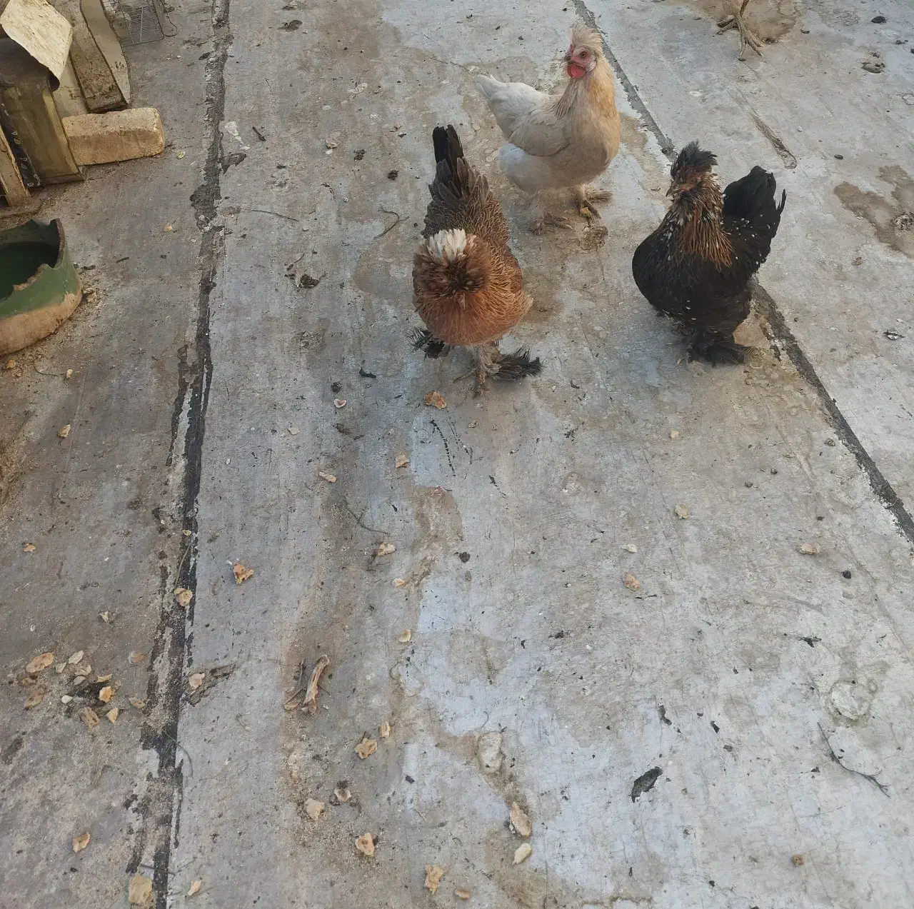 ۳ عدد مرغ سلطان|حیوانات مزرعه|شیراز, محراب|دیوار