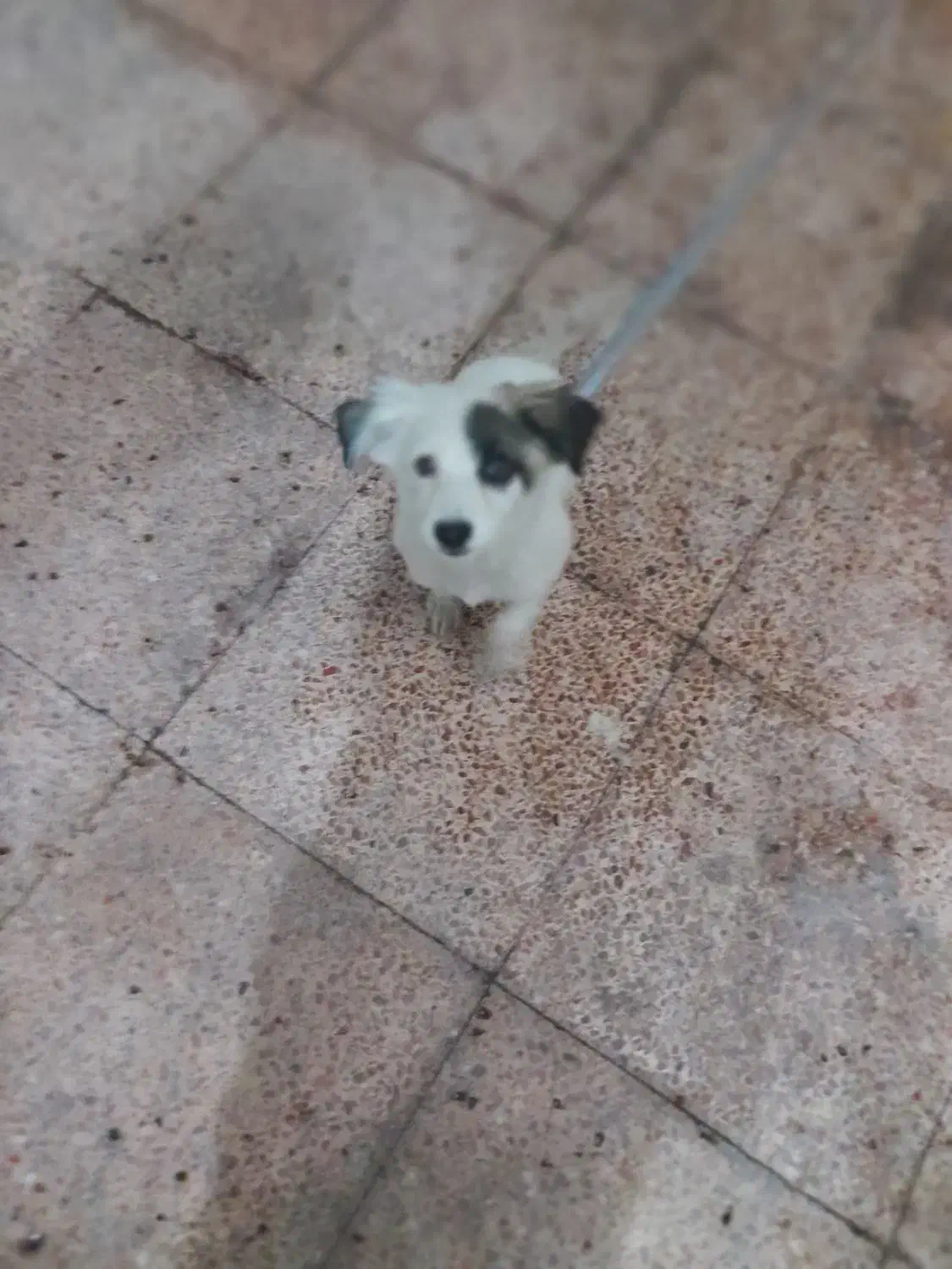 سلام واکسن زده. و بازی گوش|سگ|بندرعباس, |دیوار