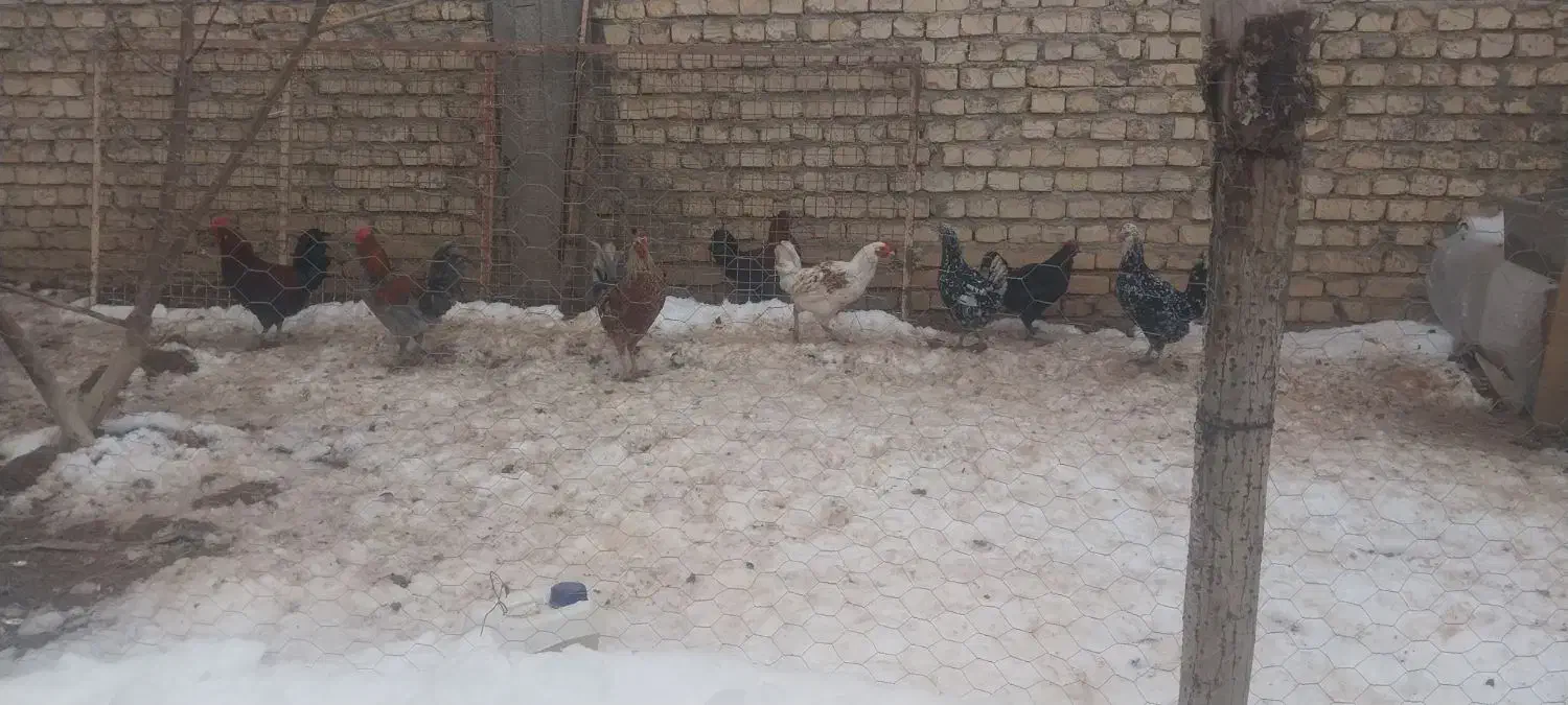 خروس|حیوانات مزرعه|فارسان, |دیوار