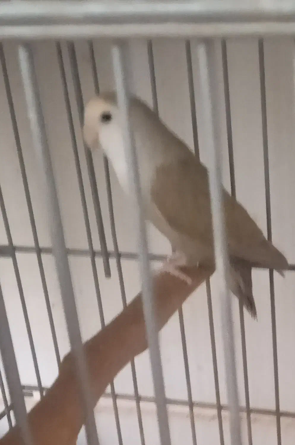 عروس هلندی و طوطی برزیلی|پرنده|تهران, مسعودیه|دیوار