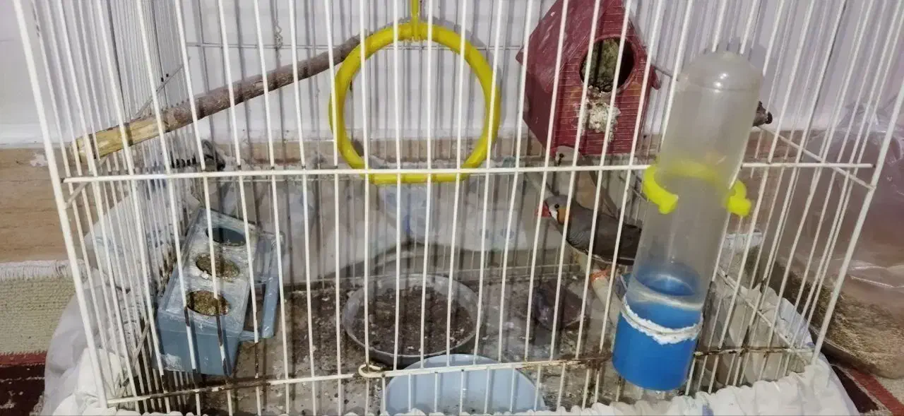 فنچ|پرنده|تربت جام, جامرود|دیوار