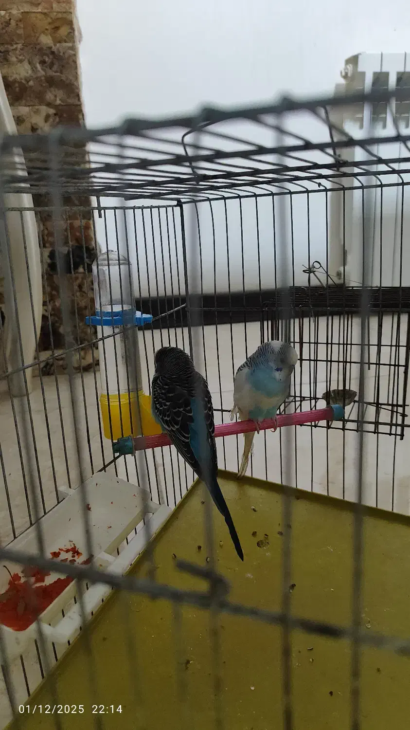 مرغ عشق بالغ|پرنده|بومهن, |دیوار