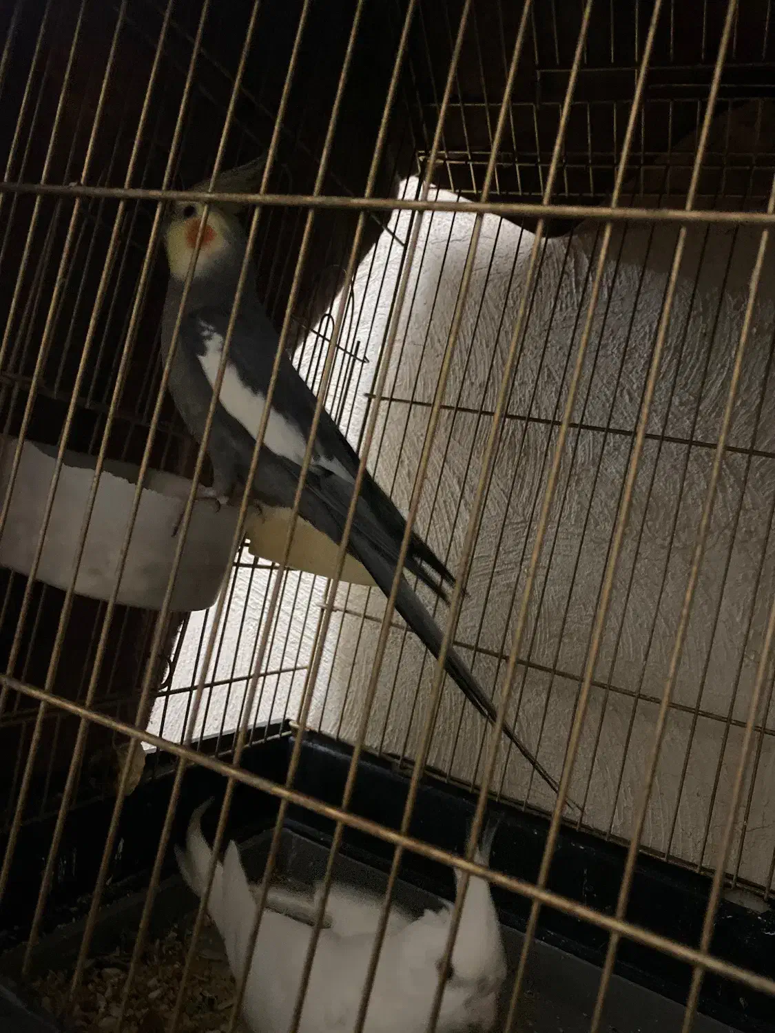 عروس هلندی|پرنده|قم, حنیف نژاد|دیوار