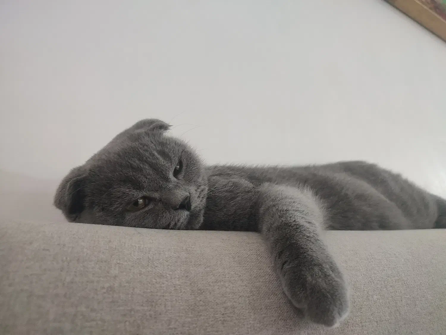 اسکاتیش فولد|گربه|نقده, |دیوار