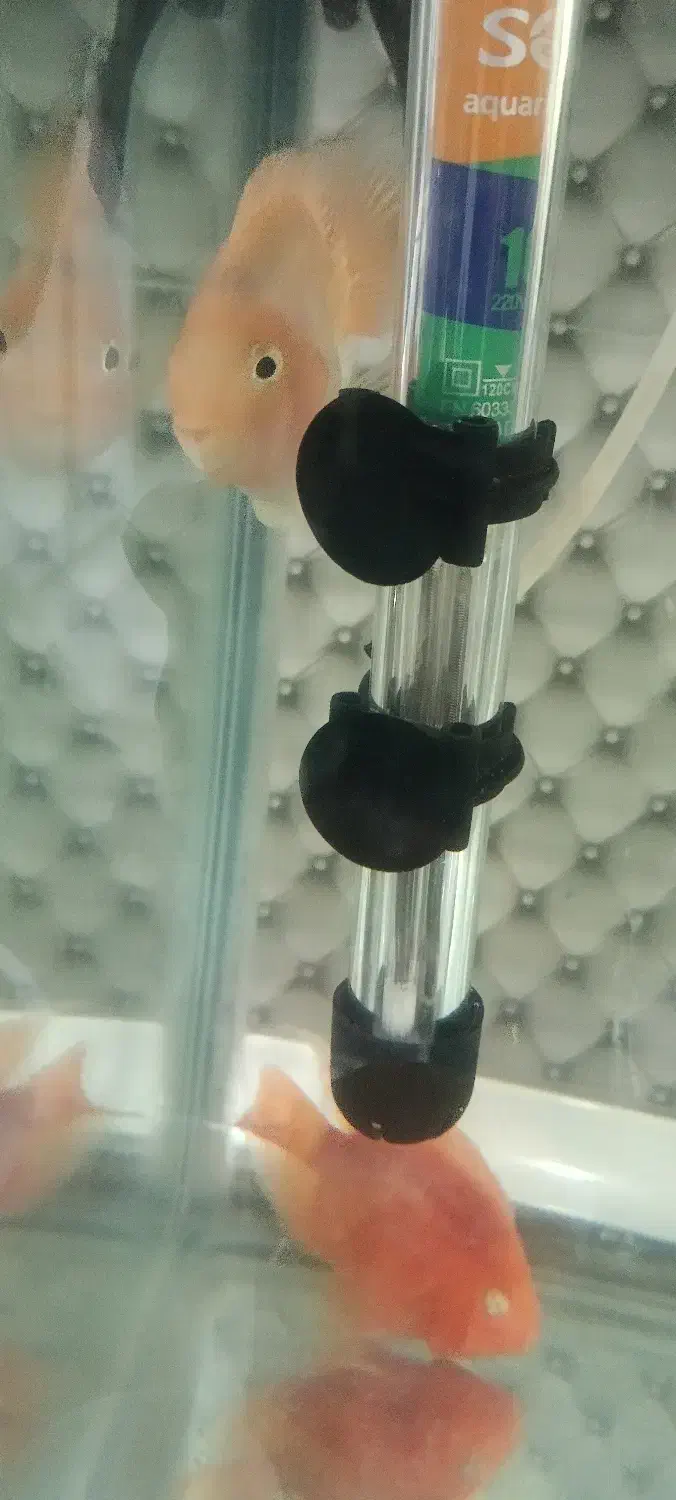 تعویض ماهی آکواریوم با گیاه|ماهی|فردیس, شهرک ۱۱۰|دیوار