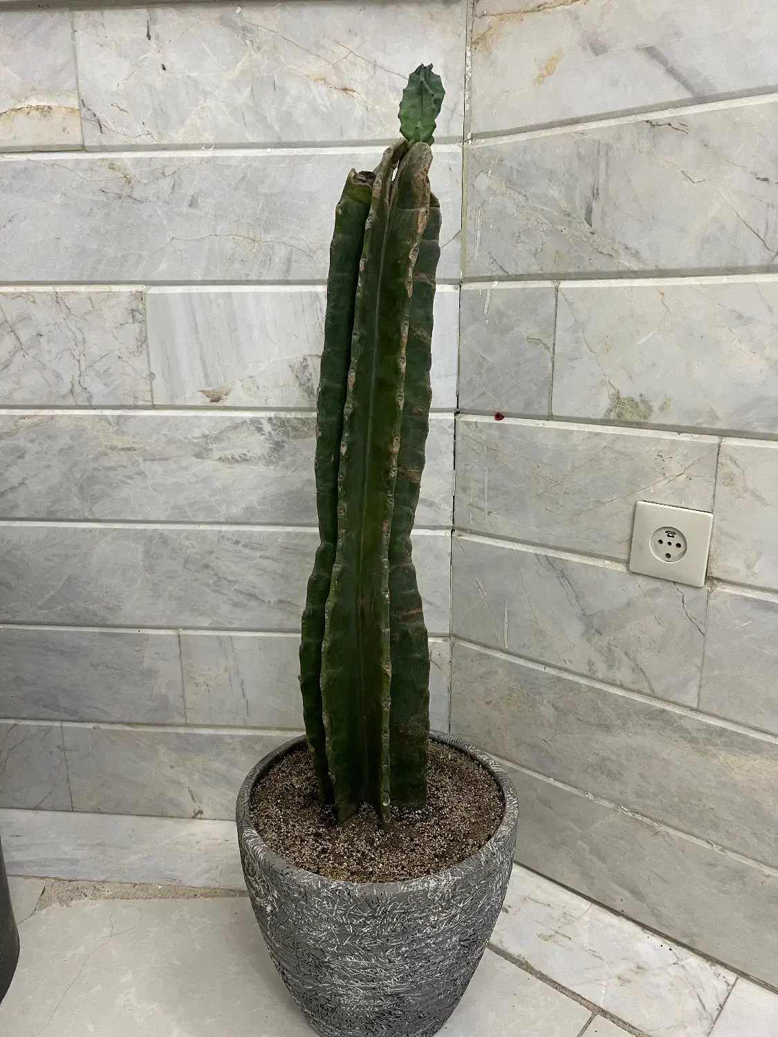 گل با گلدون|گل و گیاه طبیعی|قم, آذر (نکویی)|دیوار