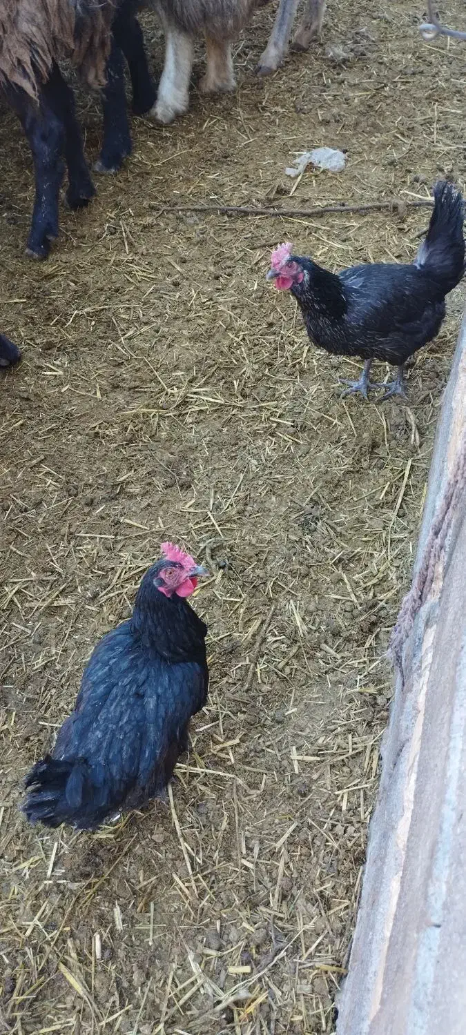 مرغ تخمگذار|حیوانات مزرعه|مبارکه, |دیوار