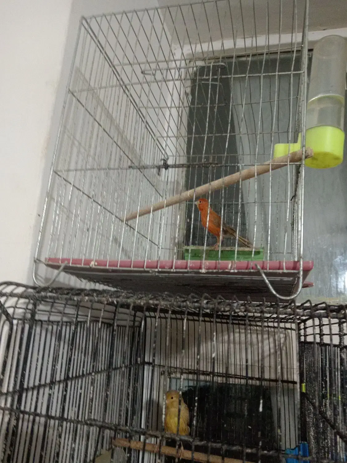 قناری سرخ زیتونی سوخته ای|پرنده|ابریشم, |دیوار