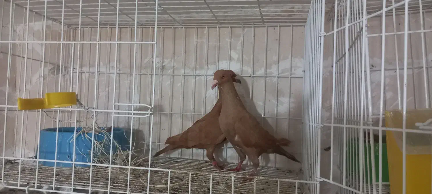 کبوتر|پرنده|مراغه, |دیوار