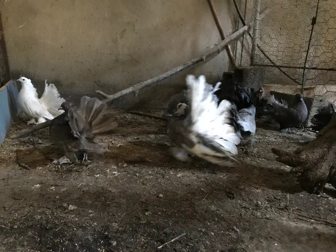 کبوتر زینتی چتری|پرنده|بابل, |دیوار