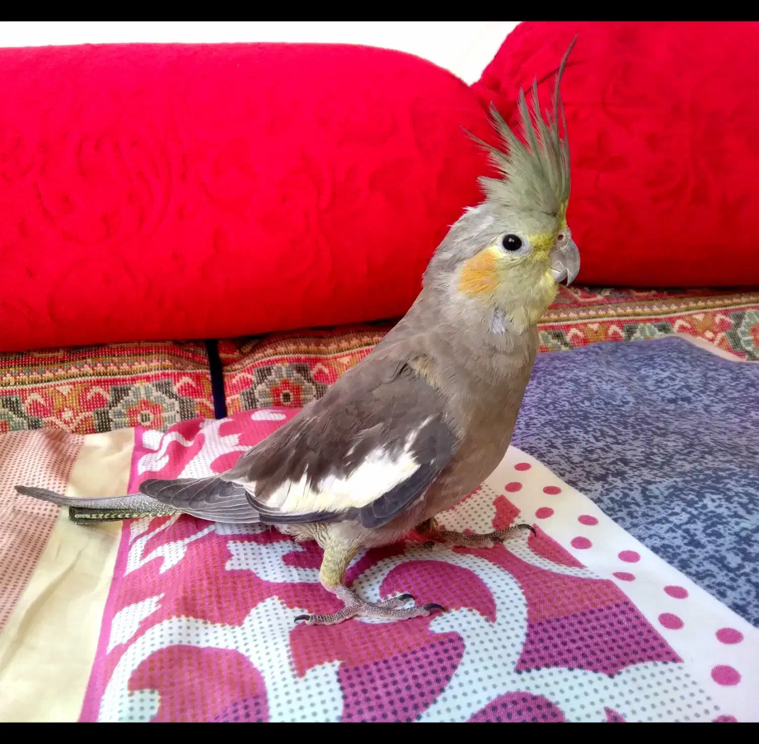 عروس هلندی ماده|پرنده|اسلام‌شهر, شهرک قائمیه|دیوار