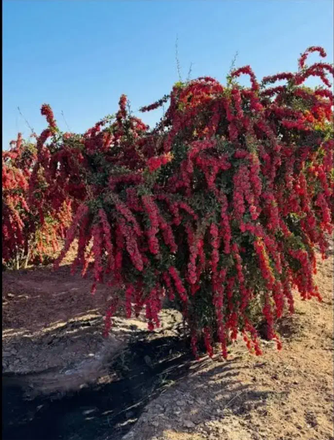 فروش نهال زرشک پفکی ۲ساله|گل و گیاه طبیعی|میاندوآب, |دیوار
