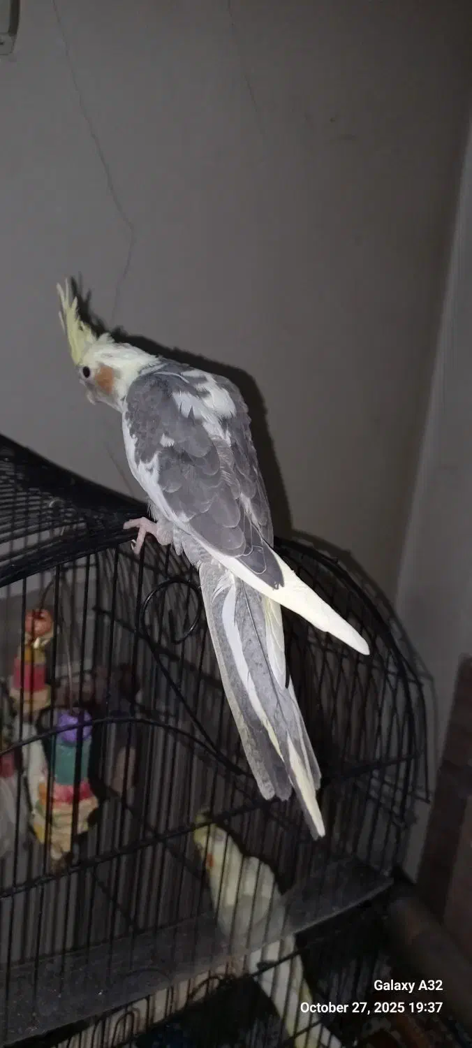 عروس هلندی دونخور|پرنده|تهران, اسکندری|دیوار