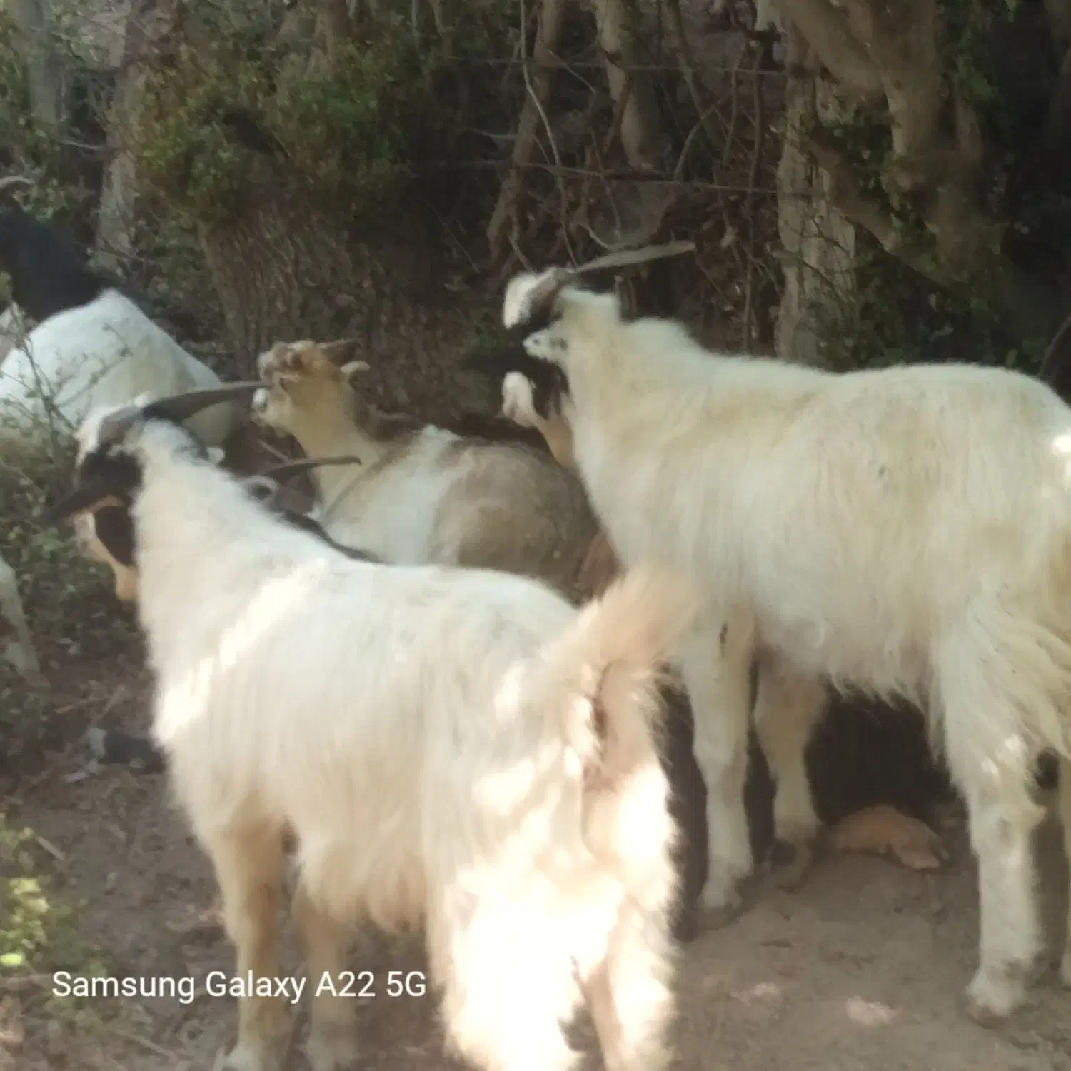 فروش بز محلی|حیوانات مزرعه|توتکابن, |دیوار