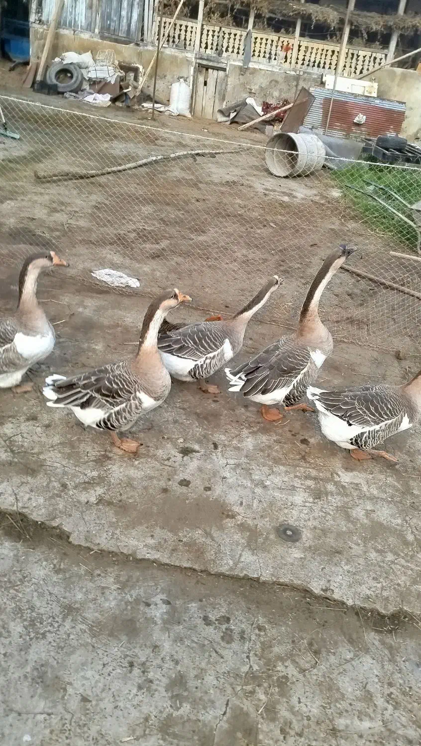 قو غاز فروشی|حیوانات مزرعه|چاف و چمخاله, |دیوار