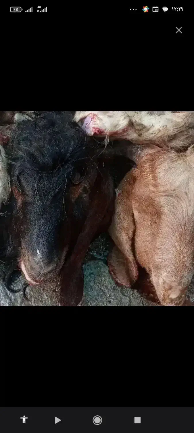 کله پاچه|حیوانات مزرعه|بیرجند, |دیوار