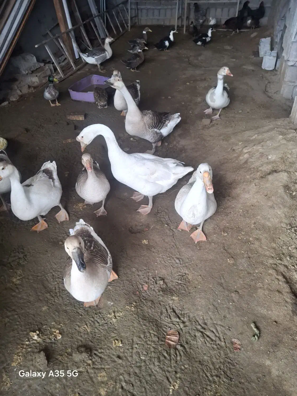 غاز بالغ|حیوانات مزرعه|بابلسر, |دیوار