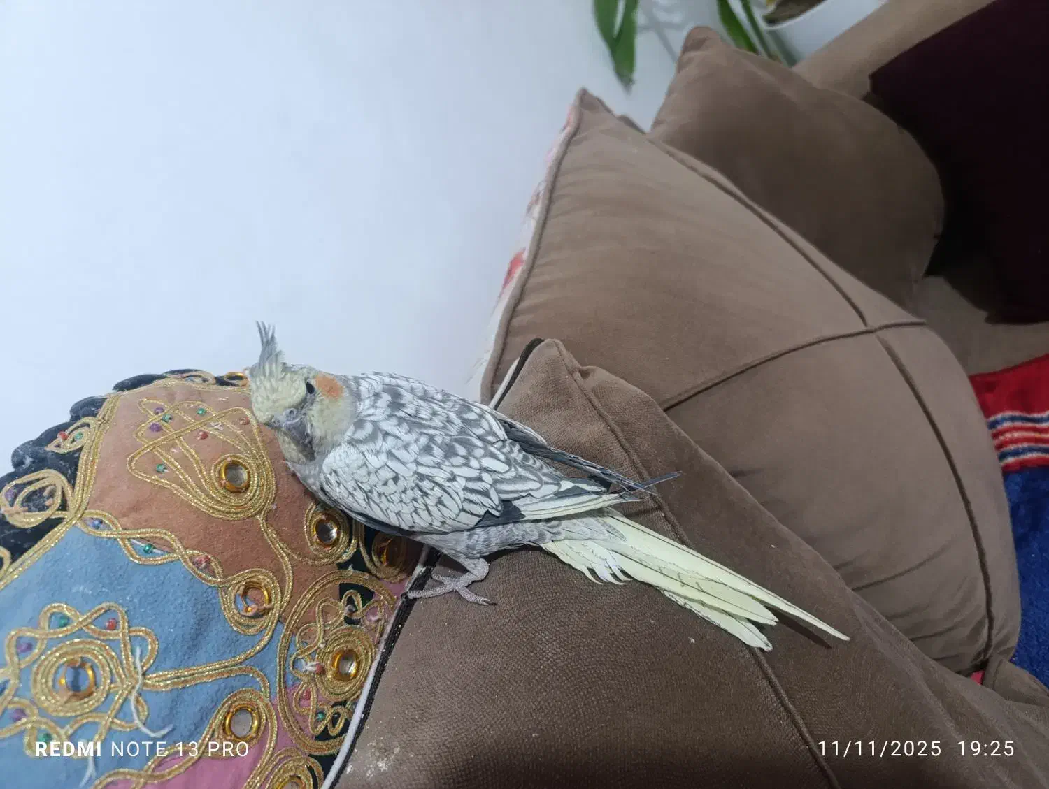 عروس هلندی نر و ماده|پرنده|صدرا-فارس, فاز ۲|دیوار