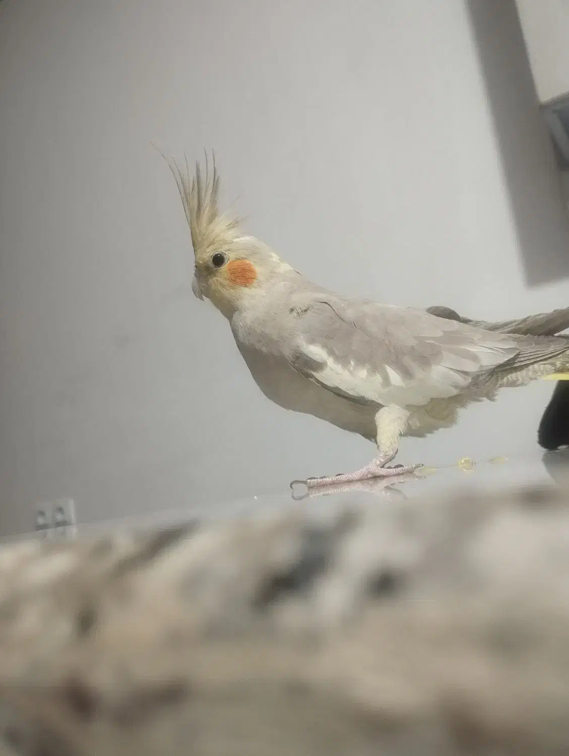 عروس هلندی ماده|پرنده|شریفآباد, |دیوار