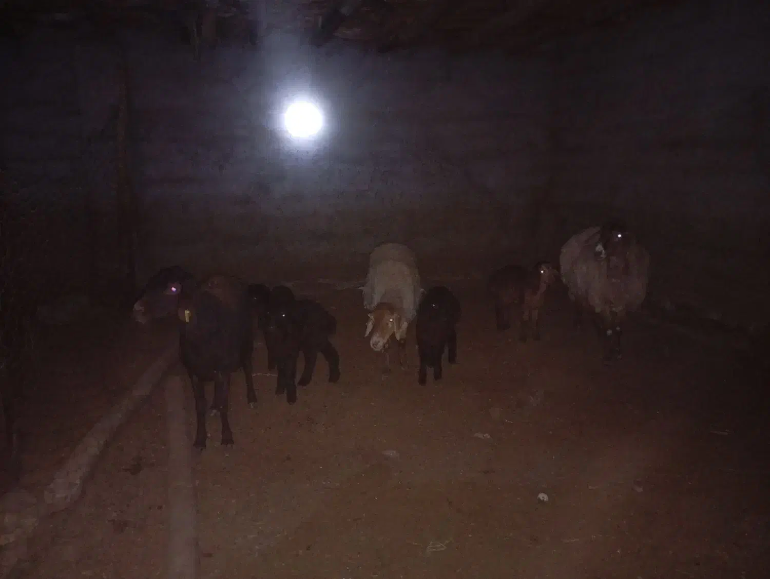 سه راس میش یک عدد دوقل دوعد یک قل|حیوانات مزرعه|نوده انقلاب, |دیوار