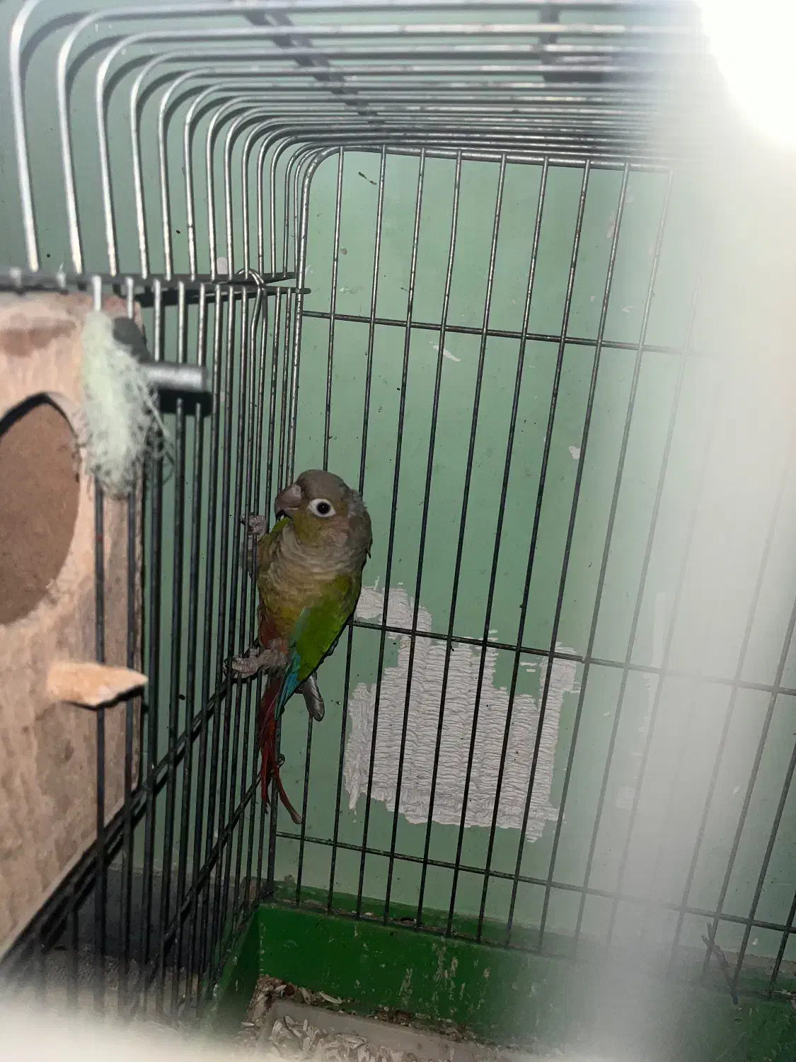 طوطی گرینچیک|پرنده|بندرعباس, |دیوار