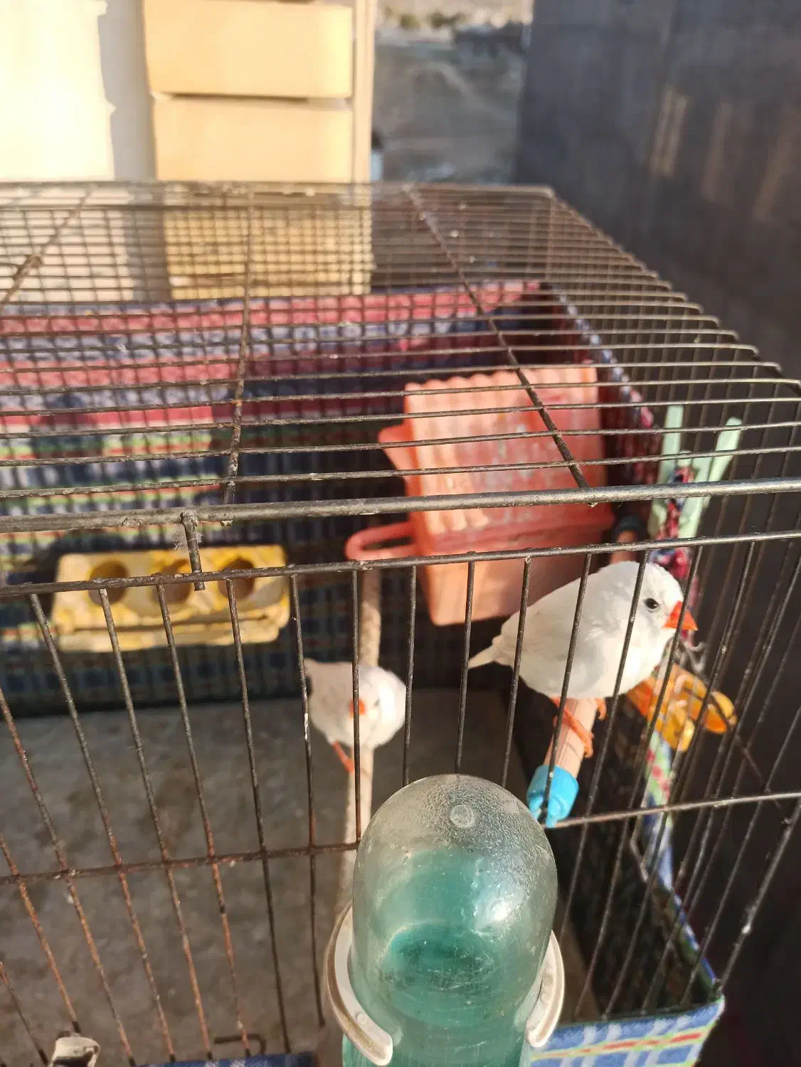 فنج سالم|پرنده|تبریز, |دیوار