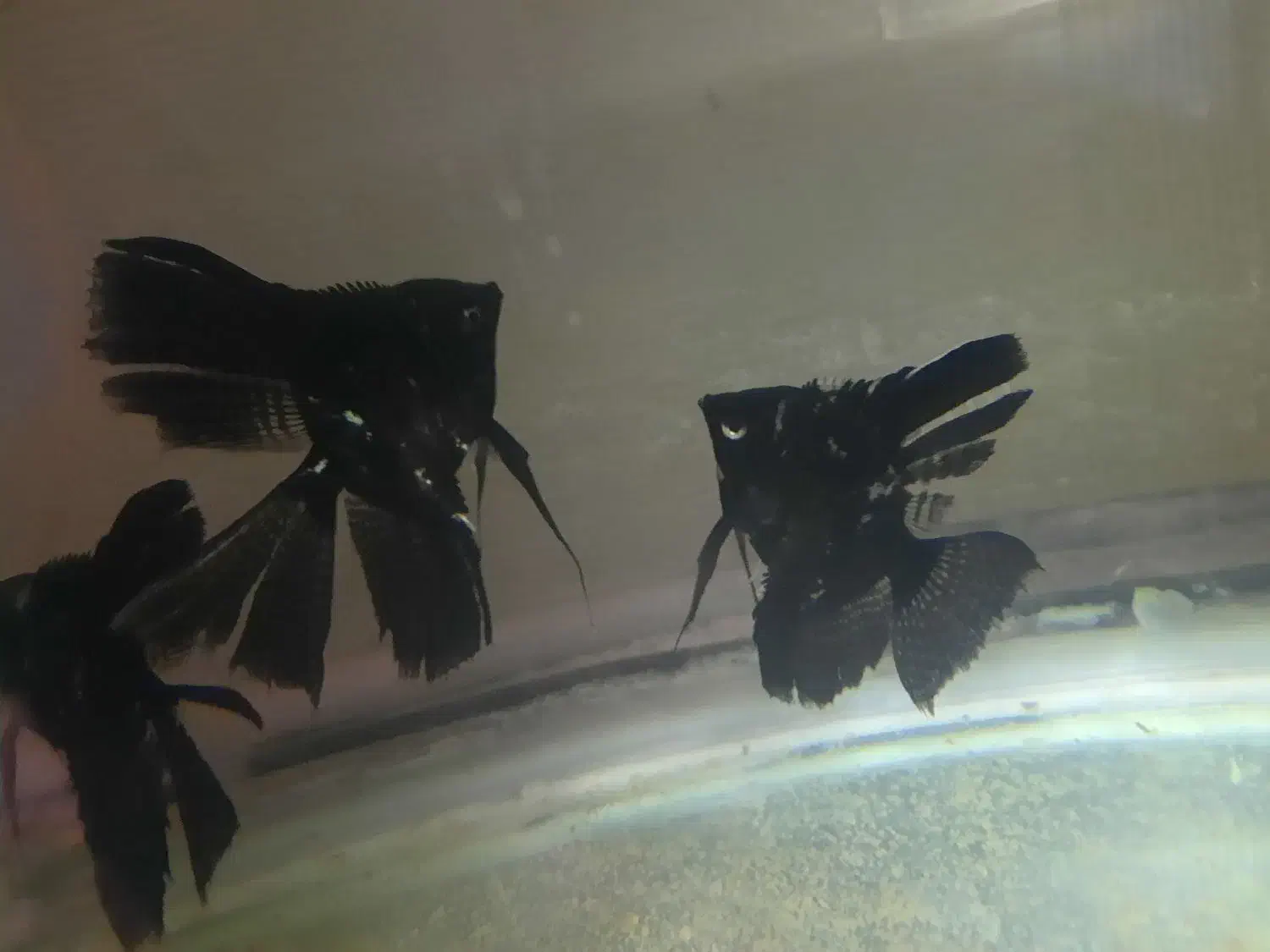 انجل|ماهی|ارومیه, |دیوار