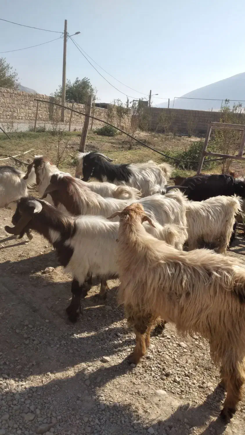 بزغاله پروار چاغ|حیوانات مزرعه|کوهدشت, |دیوار