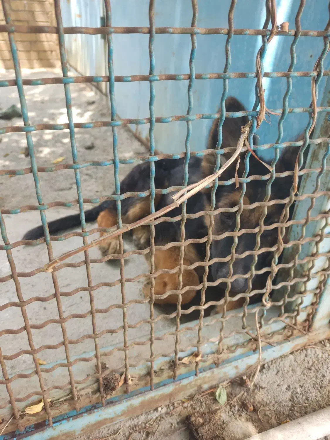 گم شدن سگ|حیوانات|اشتهارد, |دیوار