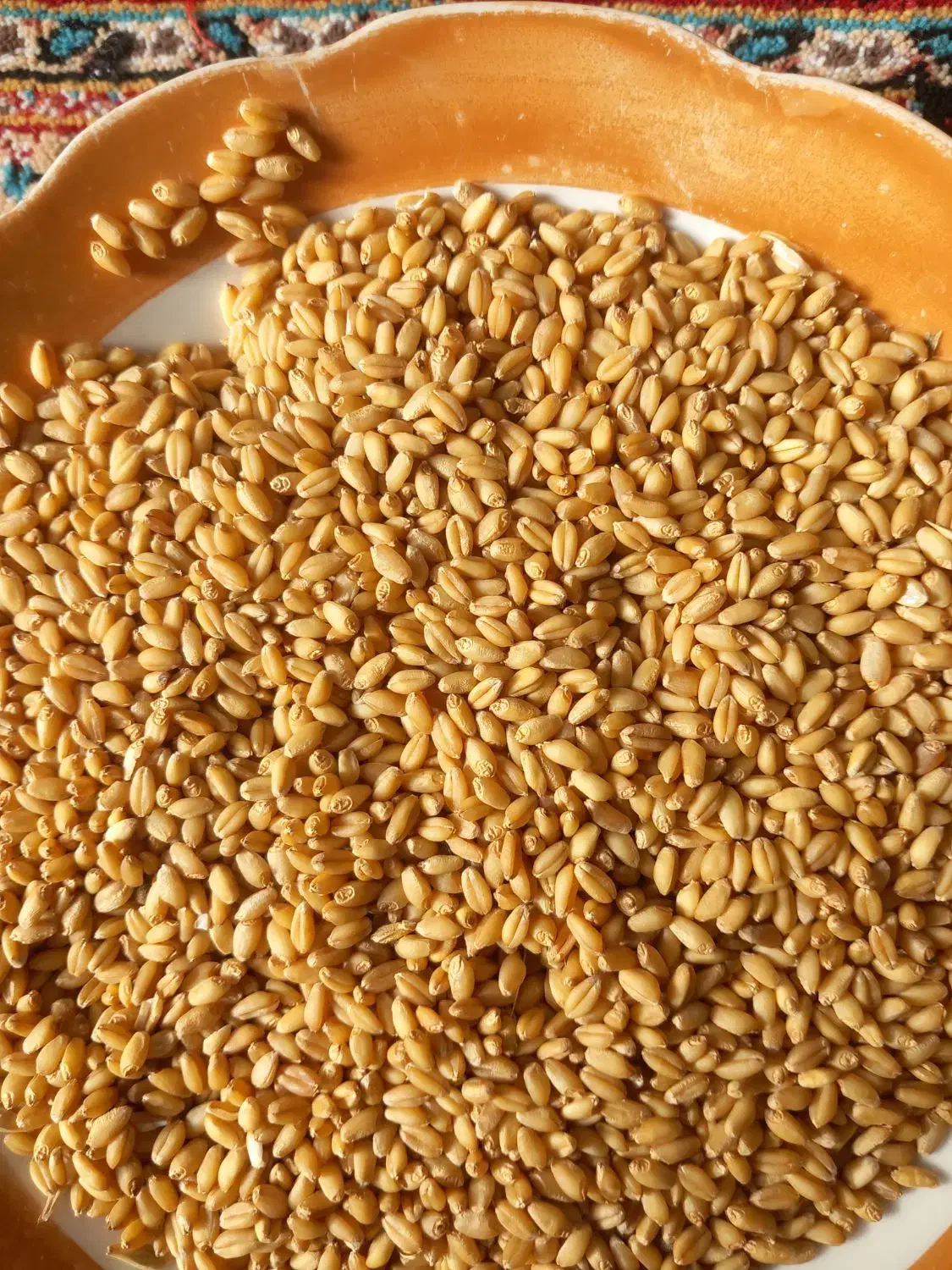 گندم رقم کوهدشت|عمده‌فروشی|آبش احمد, |دیوار