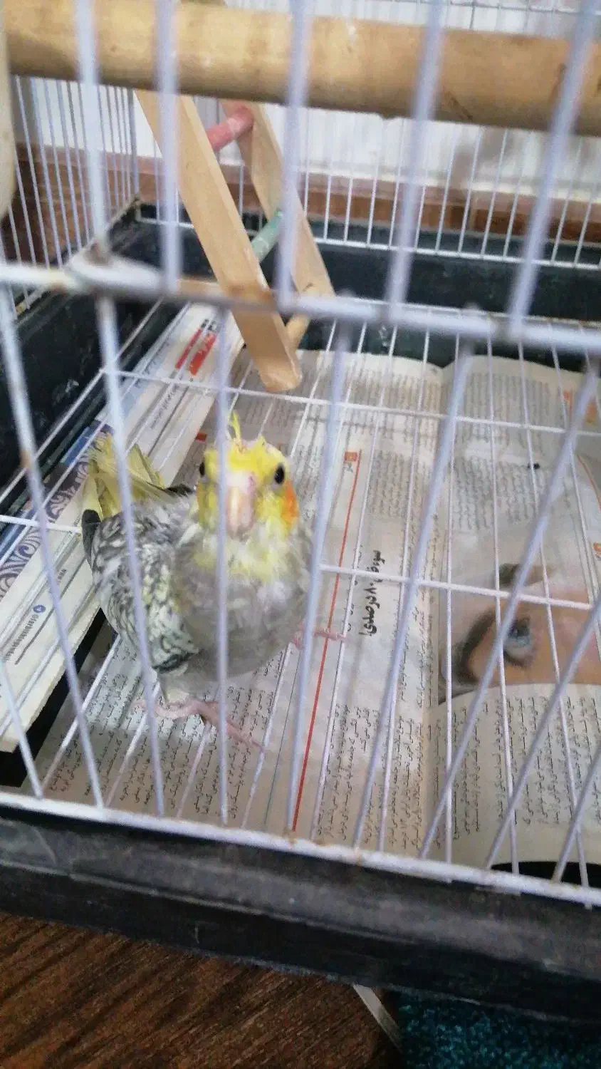 پرنده عروس|پرنده|ارطه, |دیوار