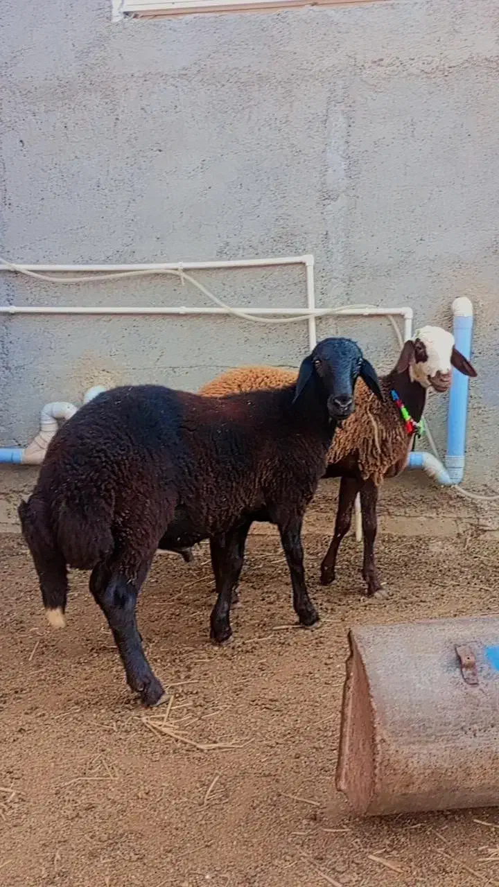 بره توقلی نر و ماده جنس دار گوسفند|حیوانات مزرعه|گرگان, |دیوار