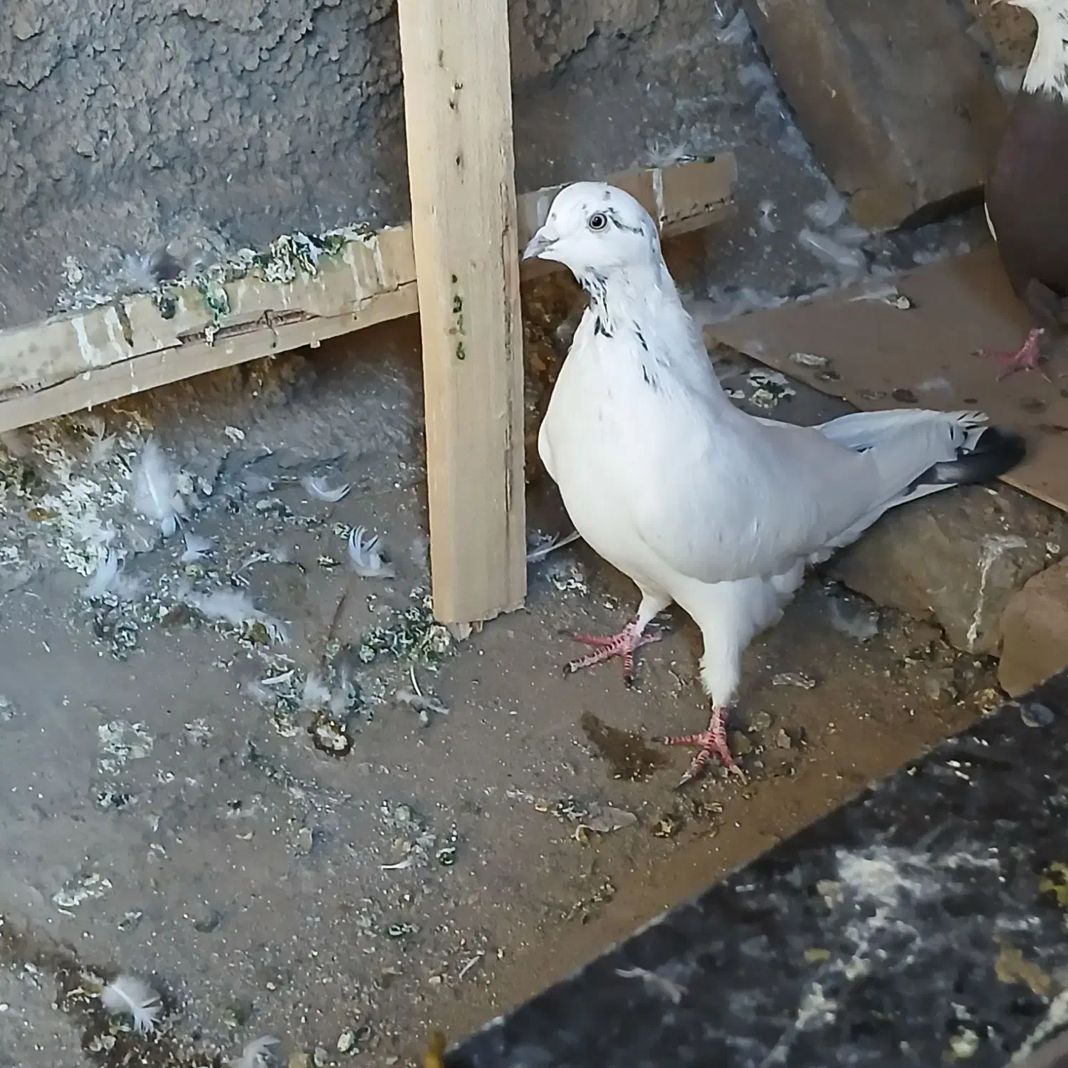 کفتر پرشی|پرنده|کرج, ساسانی (قلمستان)|دیوار