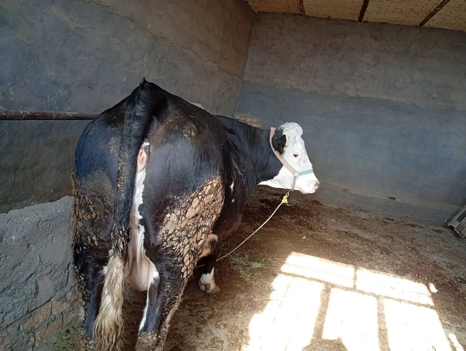 حیوانات مزرعه|حیوانات مزرعه|فریدونشهر, |دیوار