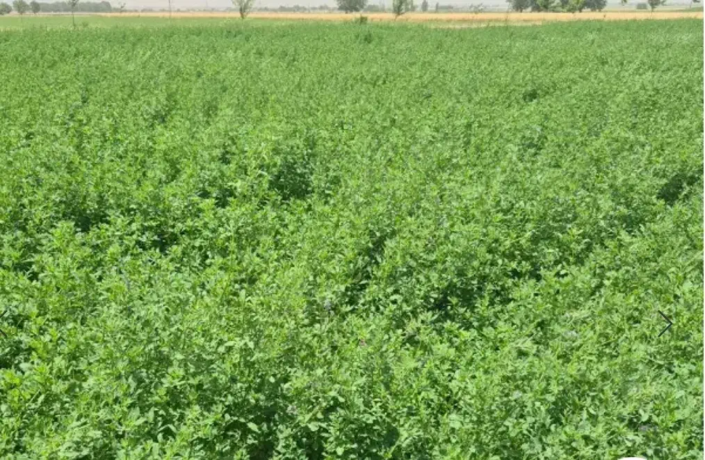 یونجه|خدمات باغبانی و درختکاری|جهرم, |دیوار