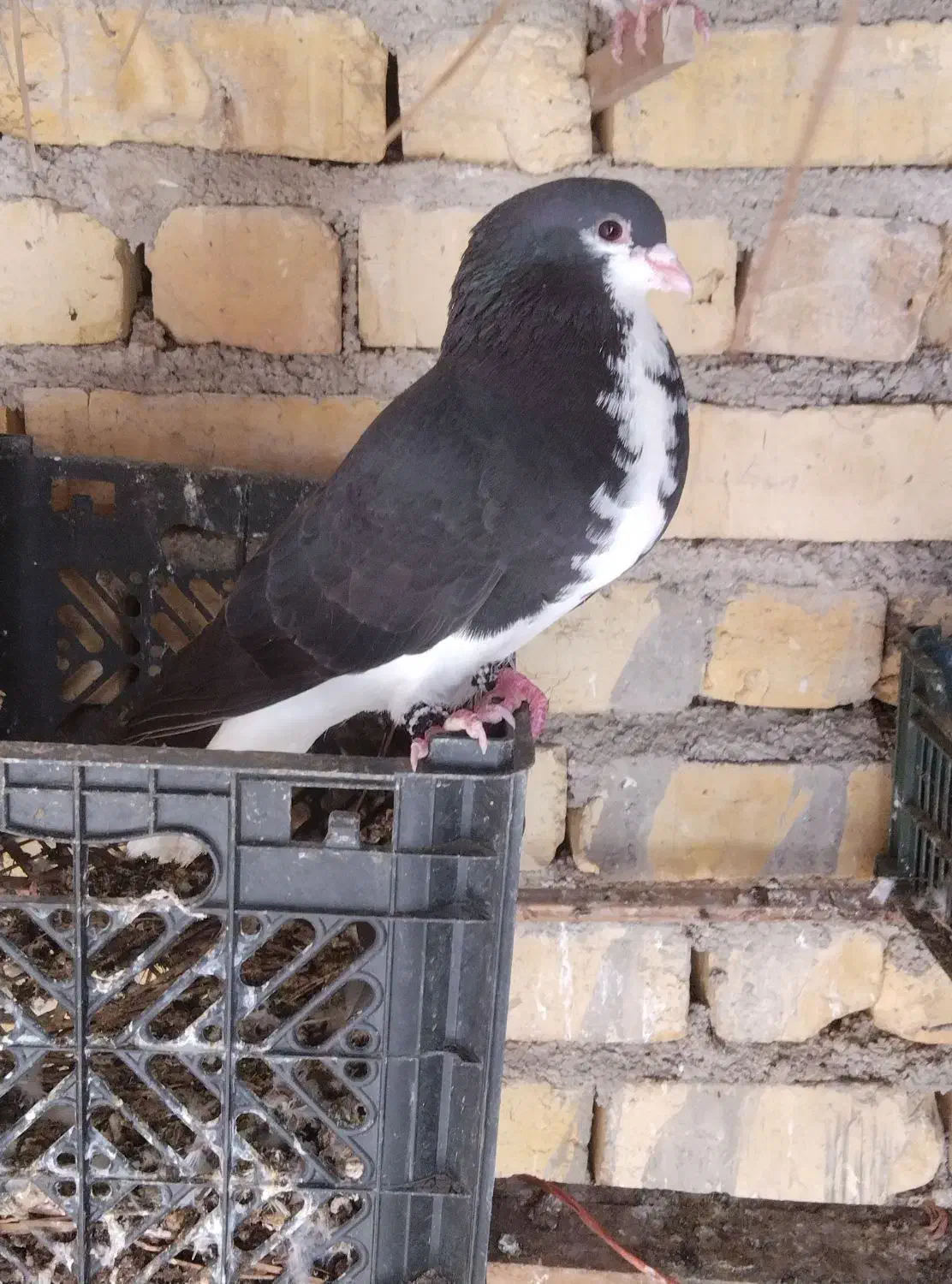 خوشرنگ و طوقی|پرنده|جره و بالاده, |دیوار