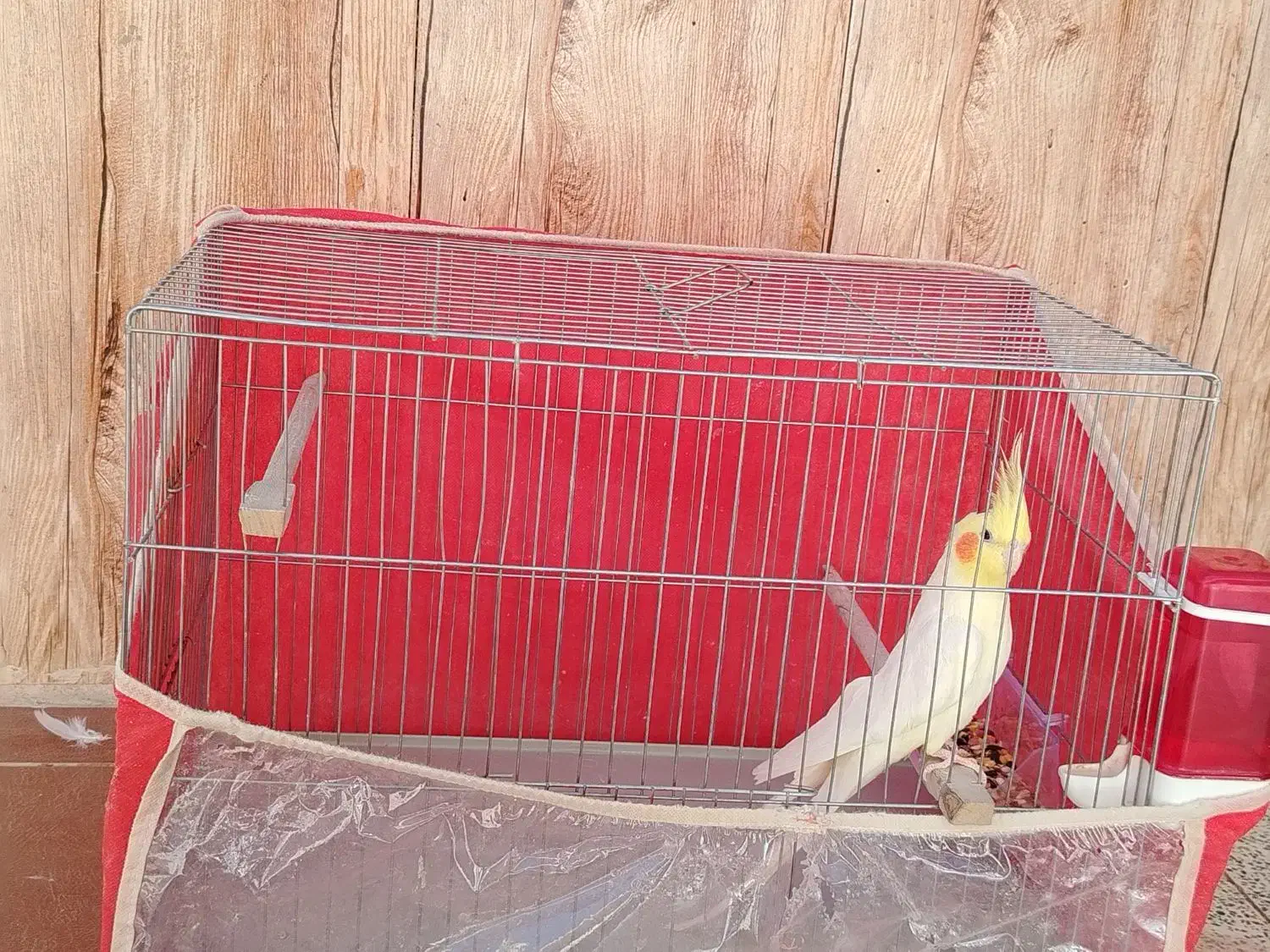 عروس هلندی|پرنده|شهرضا, |دیوار