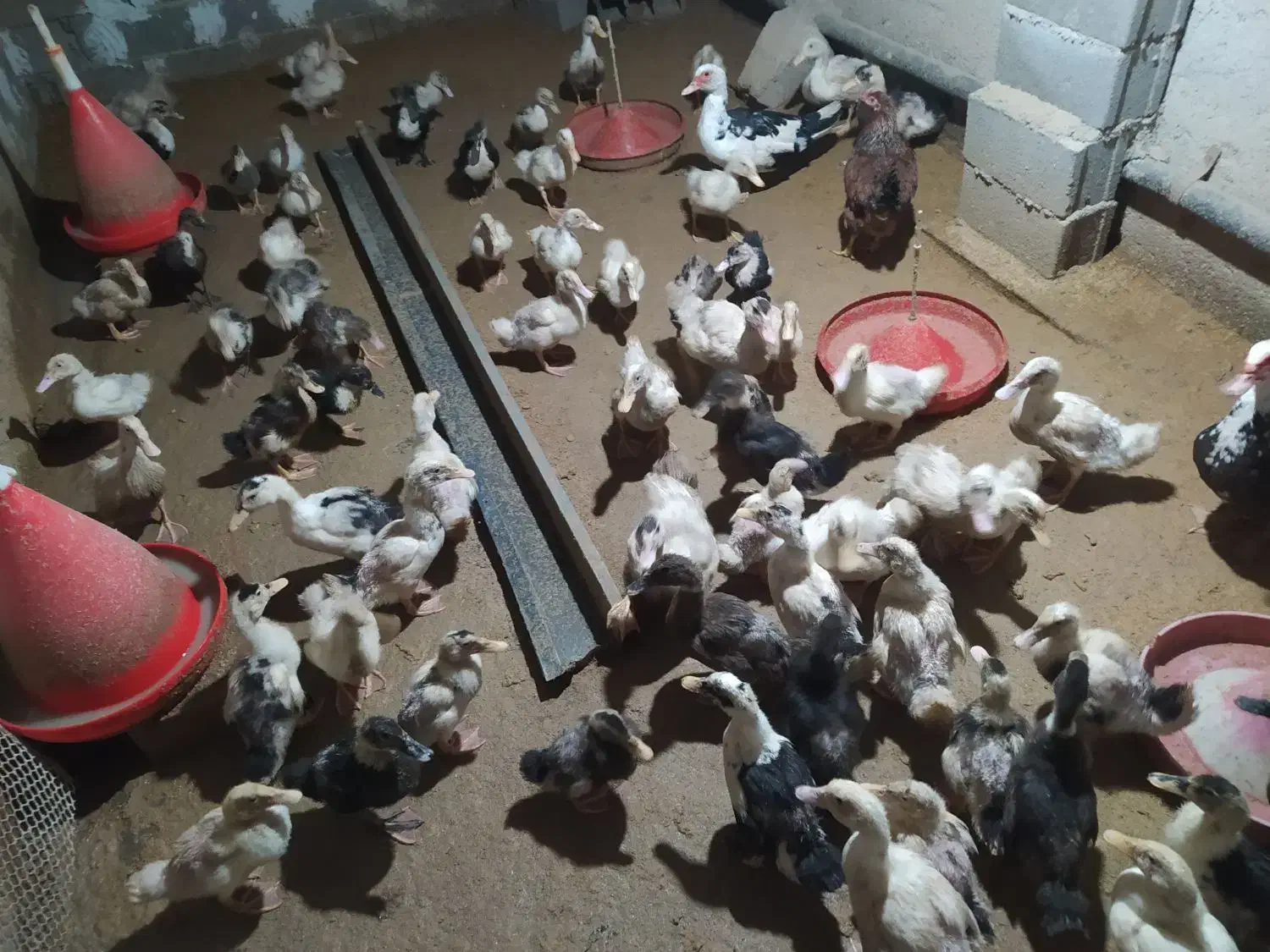 اردک گوشتی|حیوانات مزرعه|فاضل آباد, |دیوار