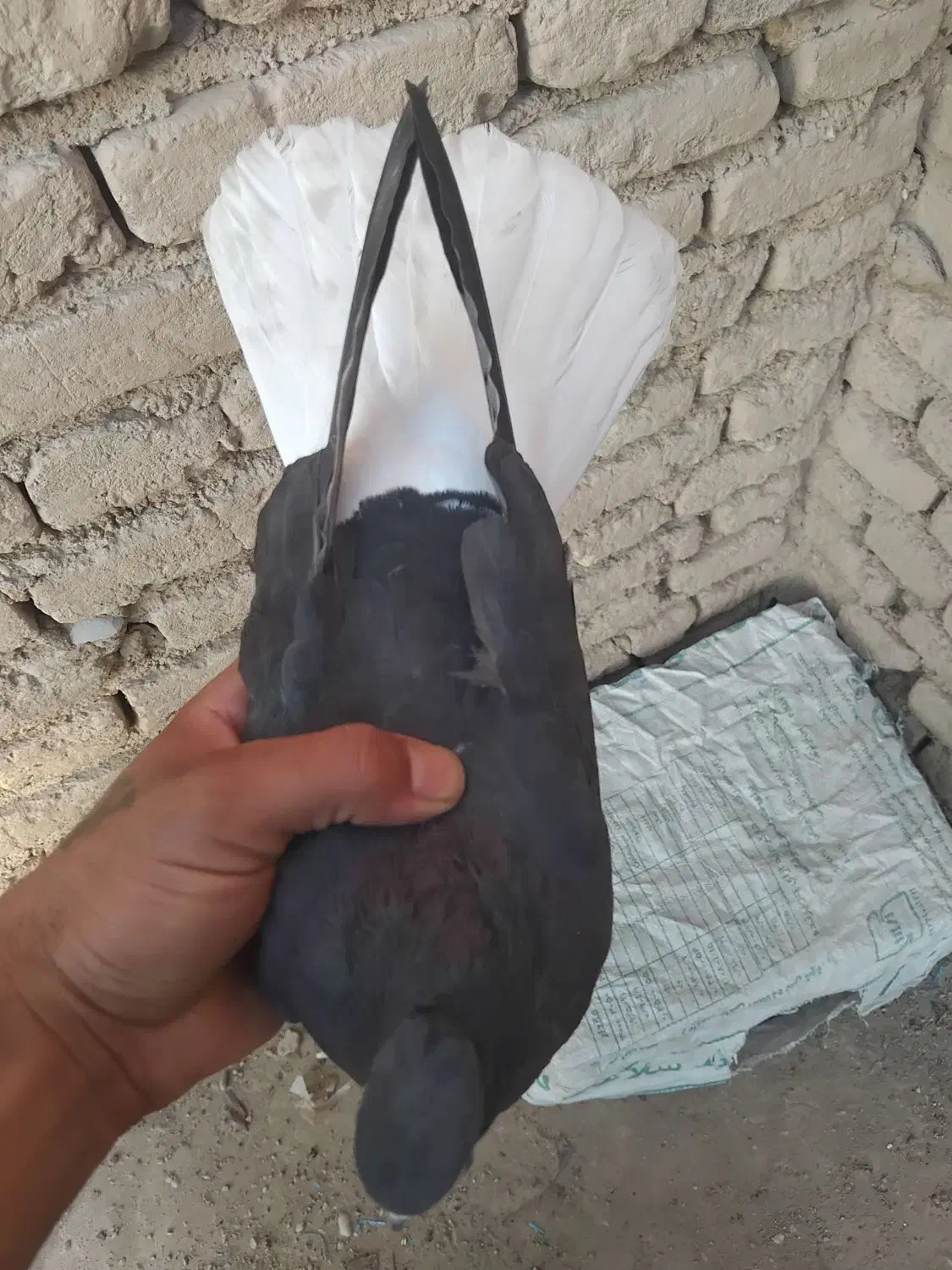 دم سفید ماده|پرنده|دزفول, |دیوار