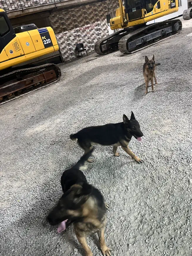 استخدام نگهبان|استخدام سرایداری و نظافت|اسلامشهر, بهرام آباد|دیوار