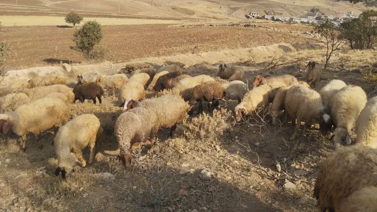 میش و بره|حیوانات مزرعه|اسلام‌‌آباد غرب, |دیوار