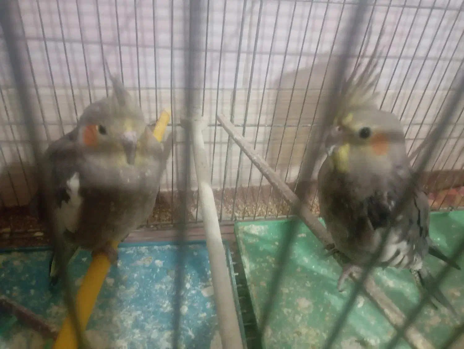 دو عدد عروس هلندی لوتینو|پرنده|آذرشهر, |دیوار