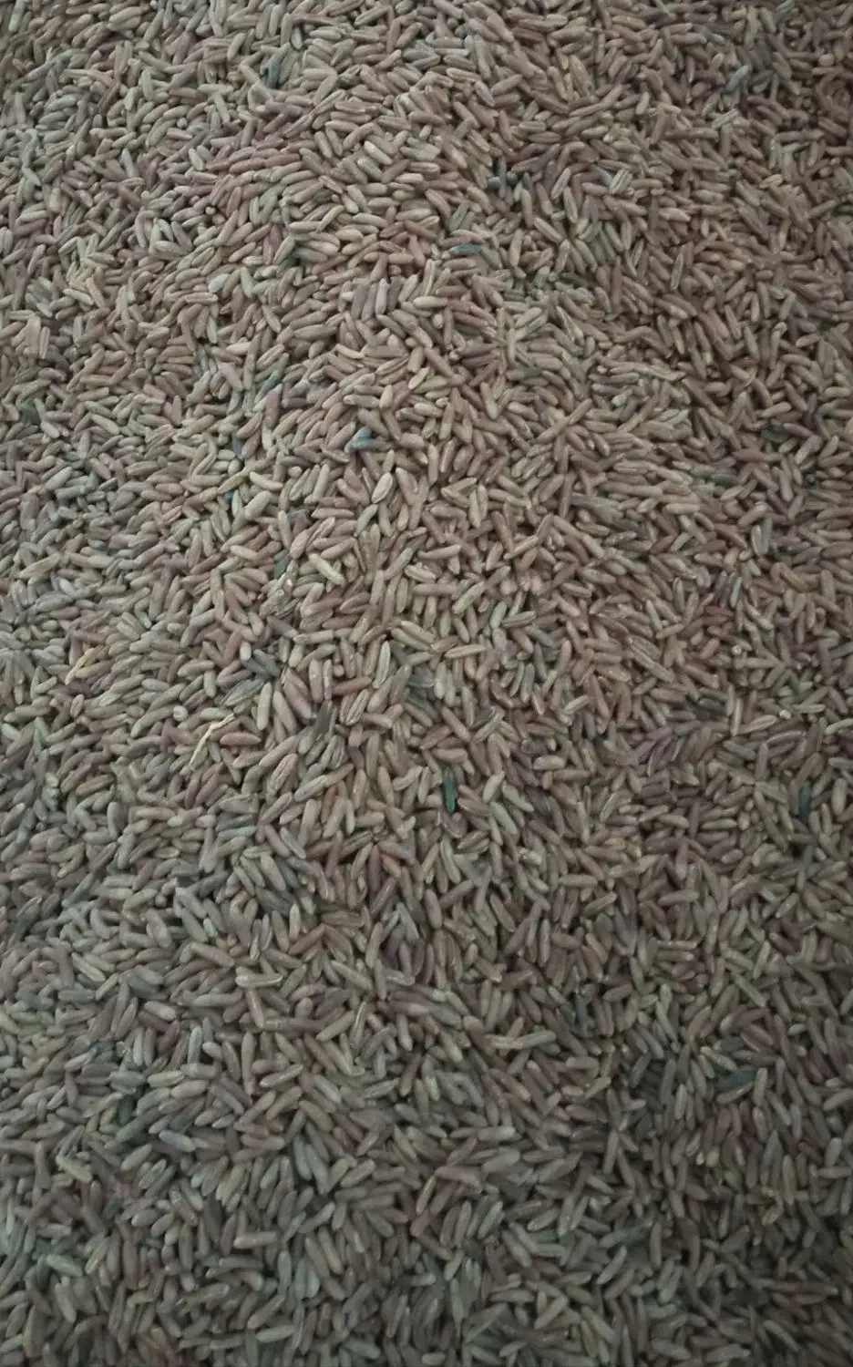 هسته خرما دمنوش هسته و روغن هسته خرما|خوردنی و آشامیدنی|تهران, آهنگ|دیوار