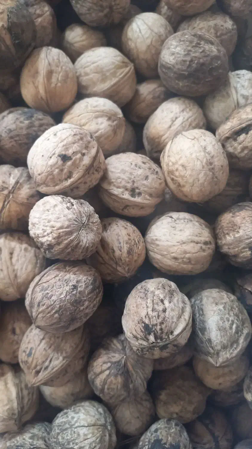 گردوامسالی|عمده‌فروشی|محلات, |دیوار