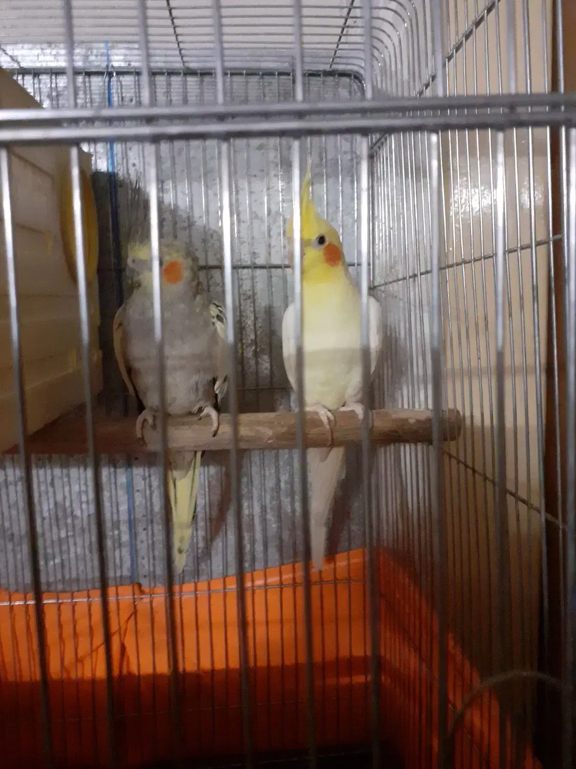 یکجفت طوطی لوتینویو|پرنده|محمدیه-قزوین, |دیوار