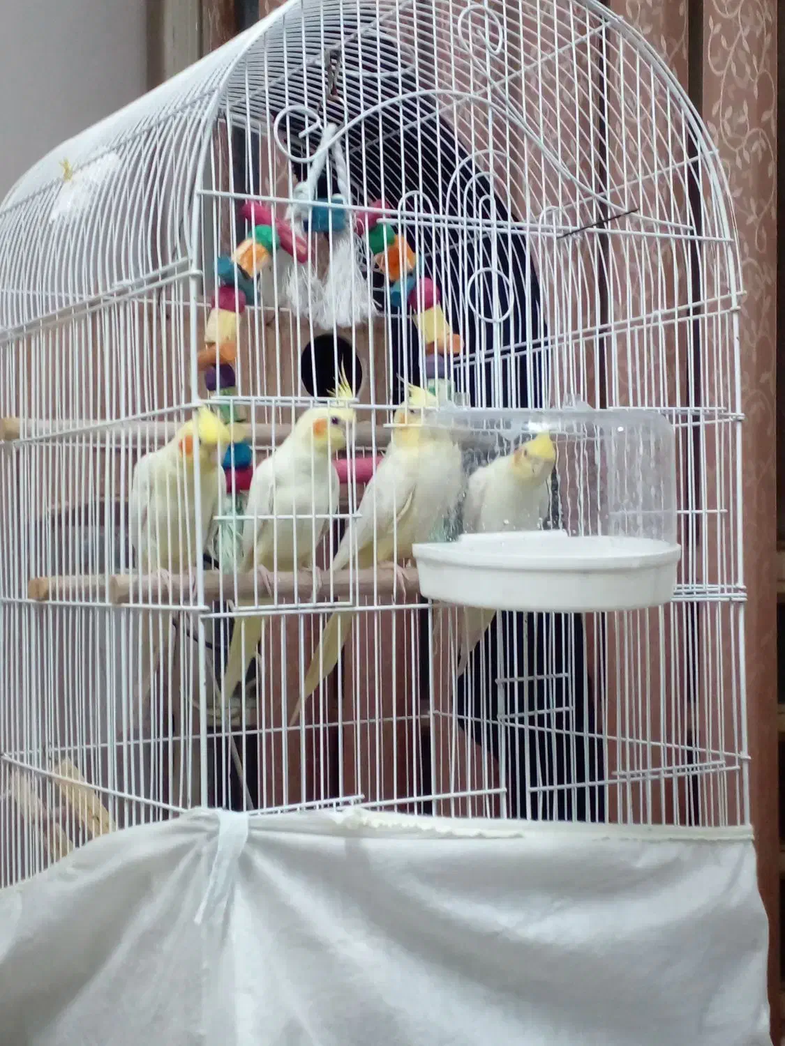 عروس هلندی|پرنده|اردکان, |دیوار