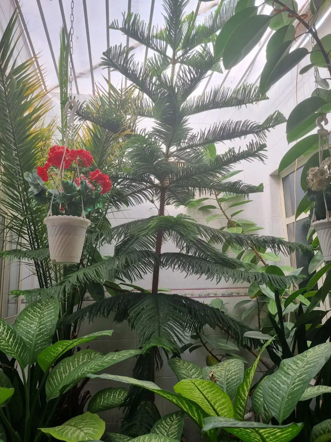 کاج زینتی|گل و گیاه طبیعی|نهاوند, |دیوار