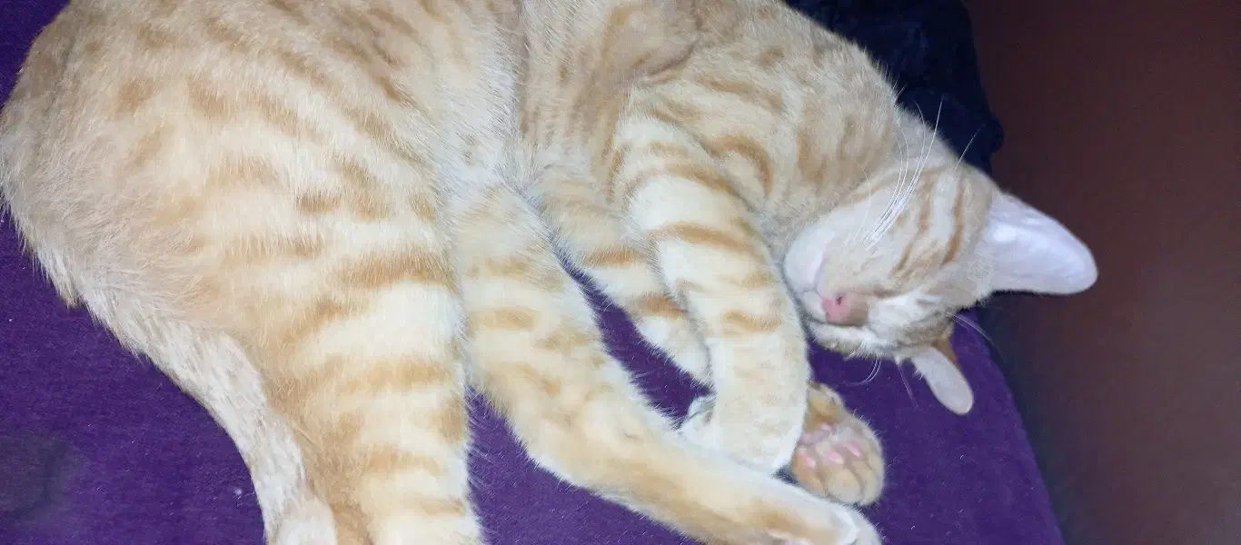 واگذاری گربه نر 6 ماهه|گربه|رشت, گلسار|دیوار