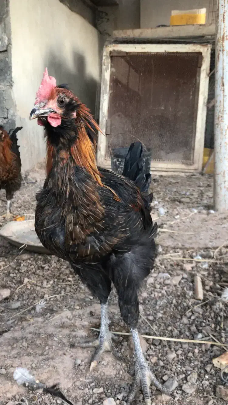 فروش خروس سلطان جوان 5ماهه|حیوانات مزرعه|اصفهان, شهرک میلاد|دیوار