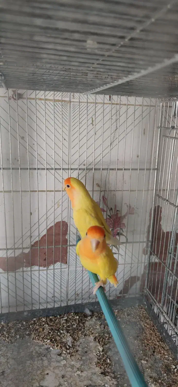 اوپال برزیلی کله نارنجی|پرنده|شیراز, لشکری‎|دیوار